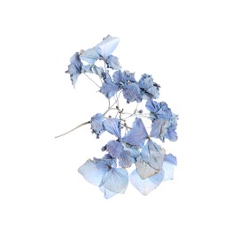 Photo of Beautiful dry hydrangea flowers isolated on white