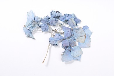 Photo of Beautiful dry hydrangea flowers on white background, top view