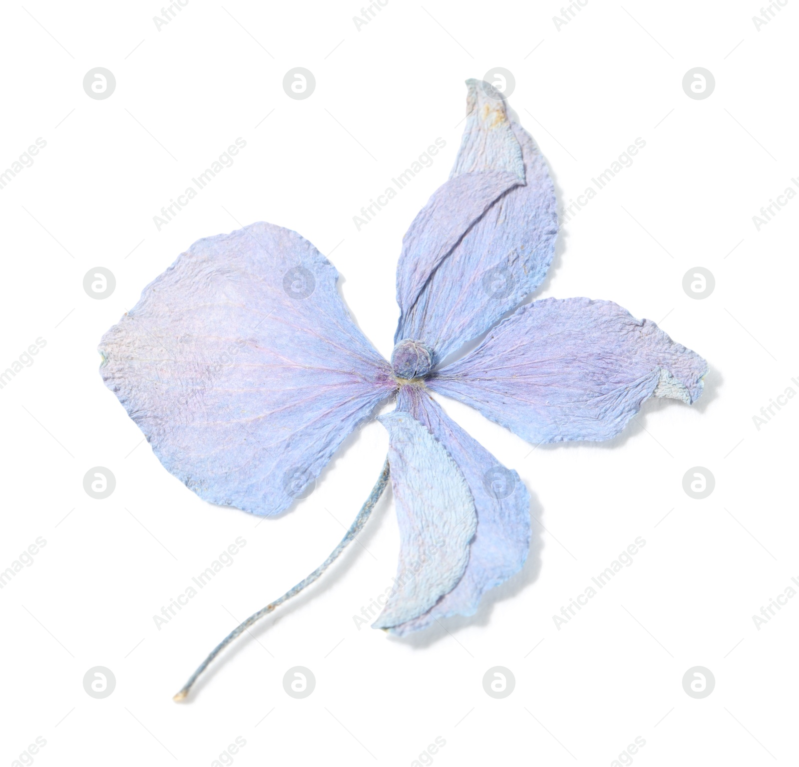 Beautiful dry hydrangea flower isolated on white, top view Photo of Beautiful dry hydrangea flower isolated on white, top view
