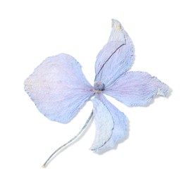 Photo of Beautiful dry hydrangea flower isolated on white, top view