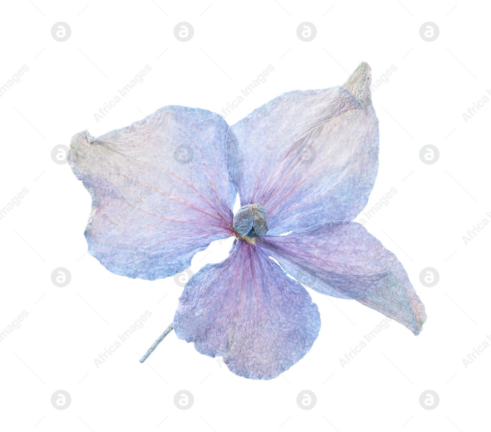 Photo of Beautiful dry hydrangea flower isolated on white, top view