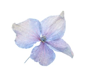 Photo of Beautiful dry hydrangea flower isolated on white, top view