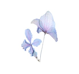 Photo of Beautiful dry hydrangea flower isolated on white, top view