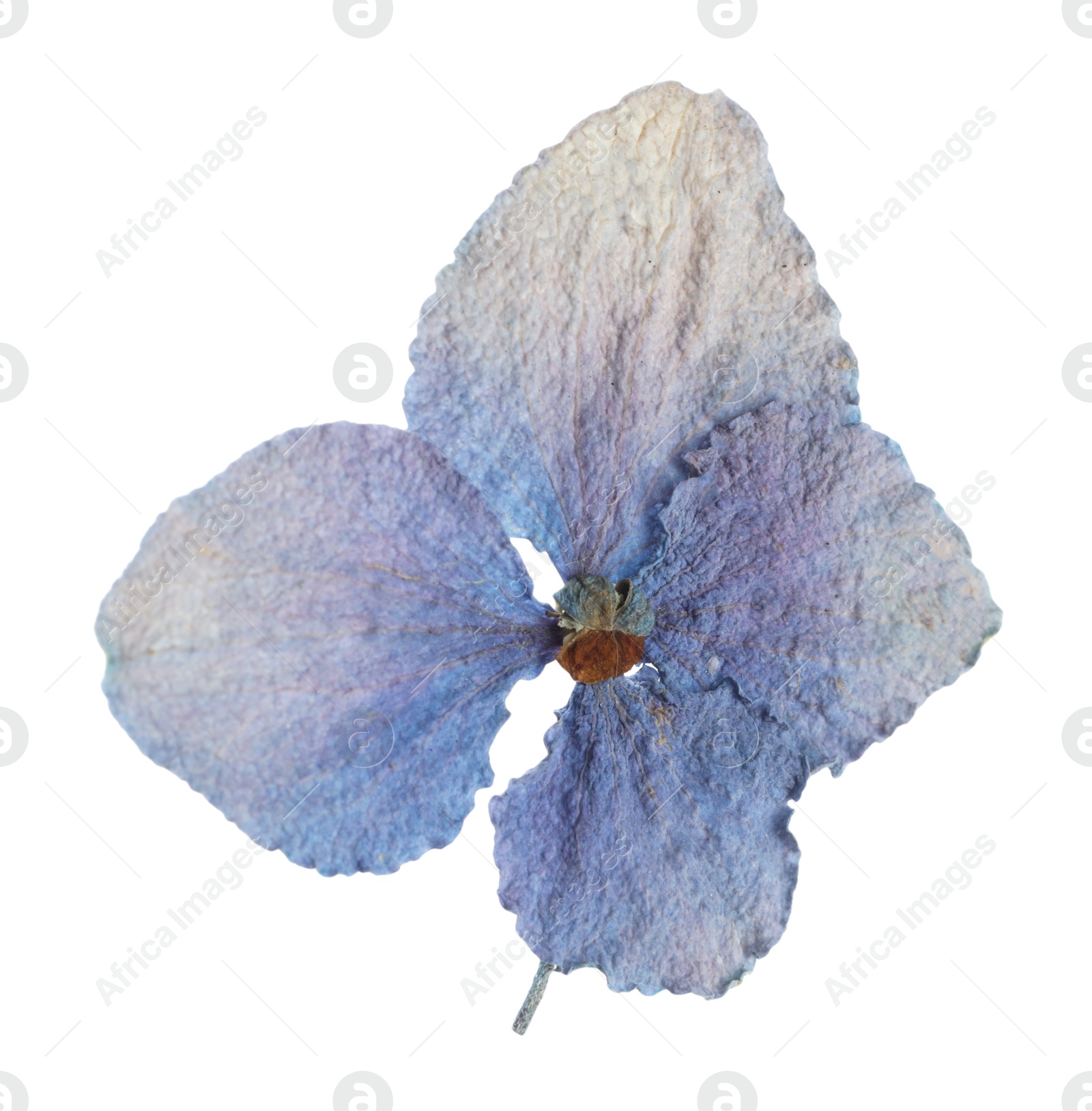 Photo of Beautiful dry hydrangea flower isolated on white, top view