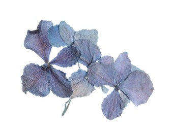 Photo of Beautiful dry hydrangea flowers isolated on white, top view