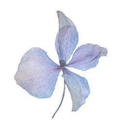Photo of Beautiful dry hydrangea flower isolated on white, top view