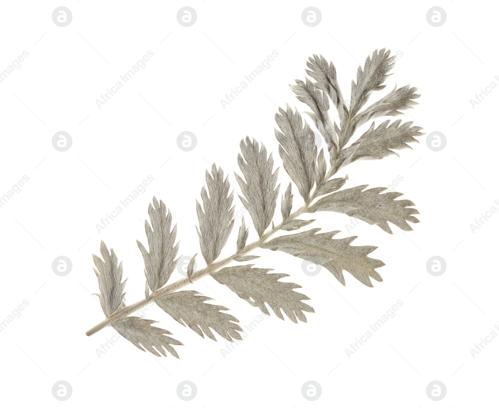 Photo of Beautiful dry yarrow leaf isolated on white, top view