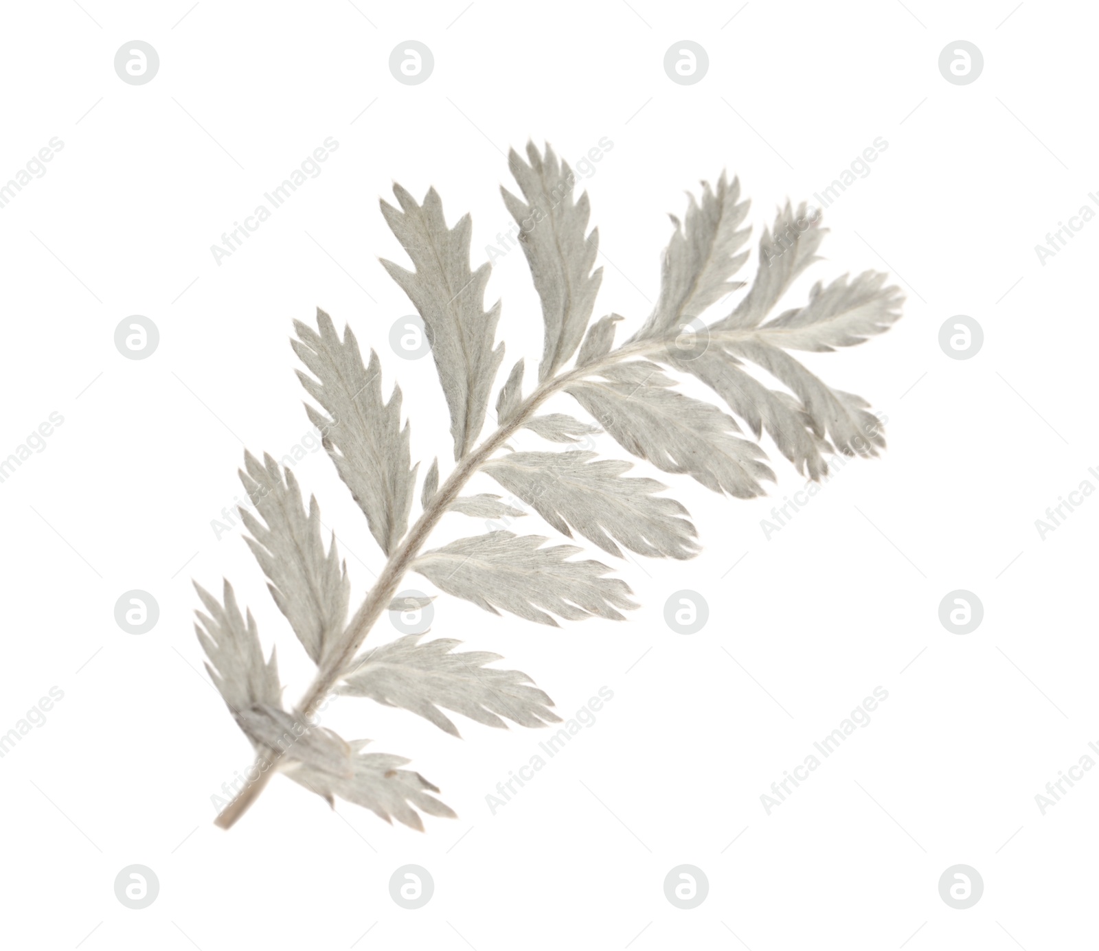 Photo of Beautiful dry yarrow leaf isolated on white, top view