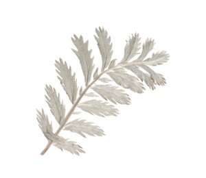 Photo of Beautiful dry yarrow leaf isolated on white, top view