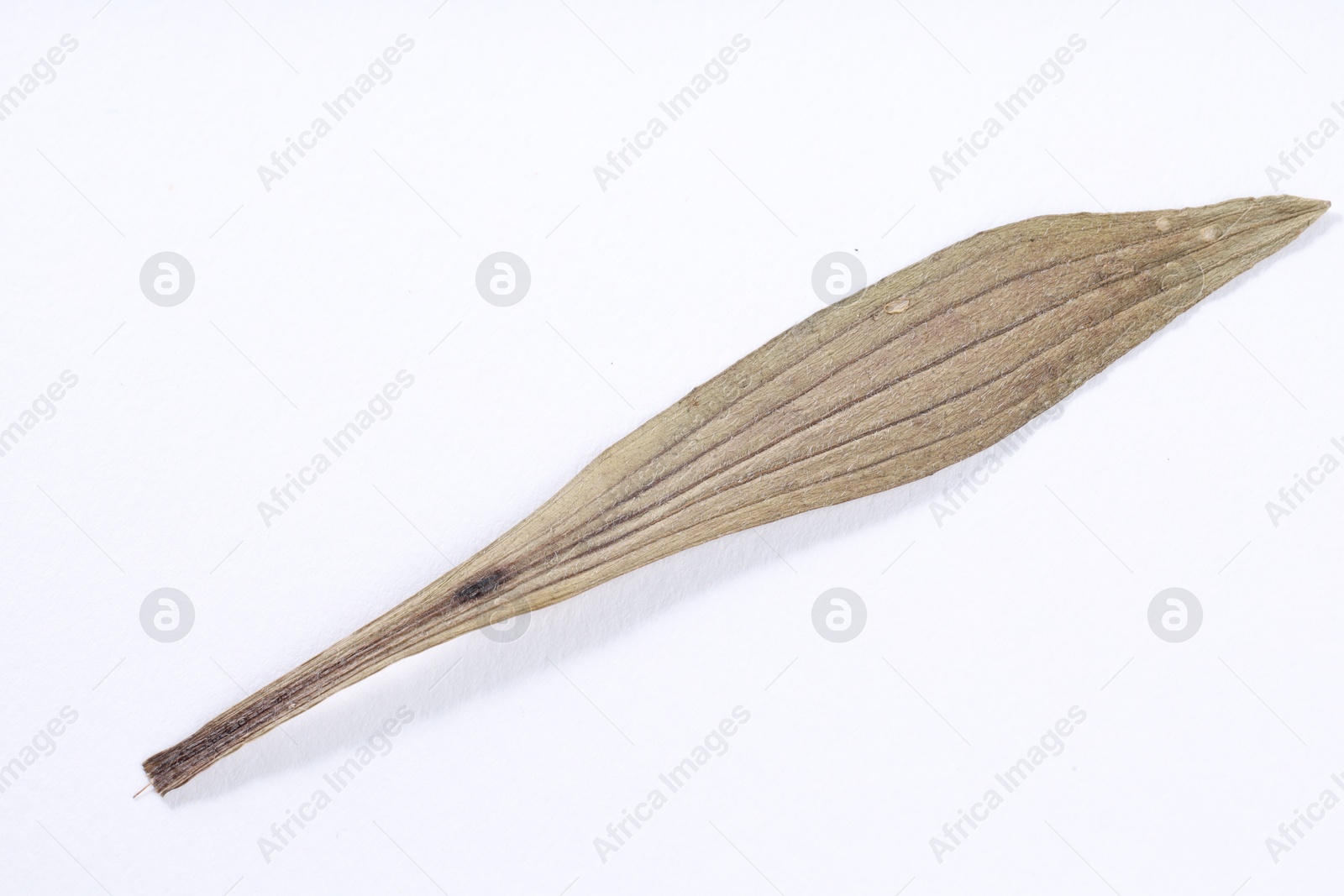 Beautiful dry plantain leaf isolated on white Photo of Beautiful dry plantain leaf isolated on white