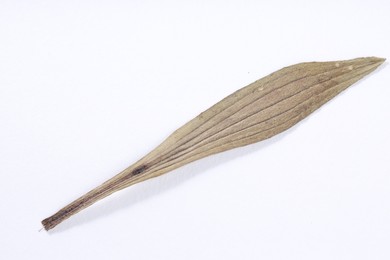 Photo of Beautiful dry plantain leaf isolated on white