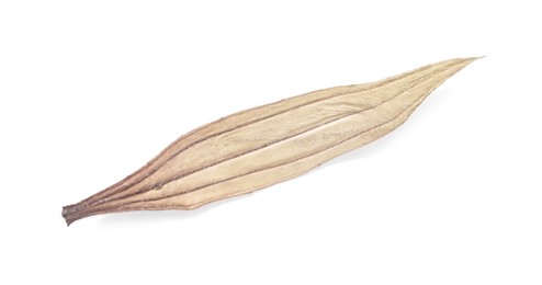Photo of Beautiful dry plantain leaf isolated on white