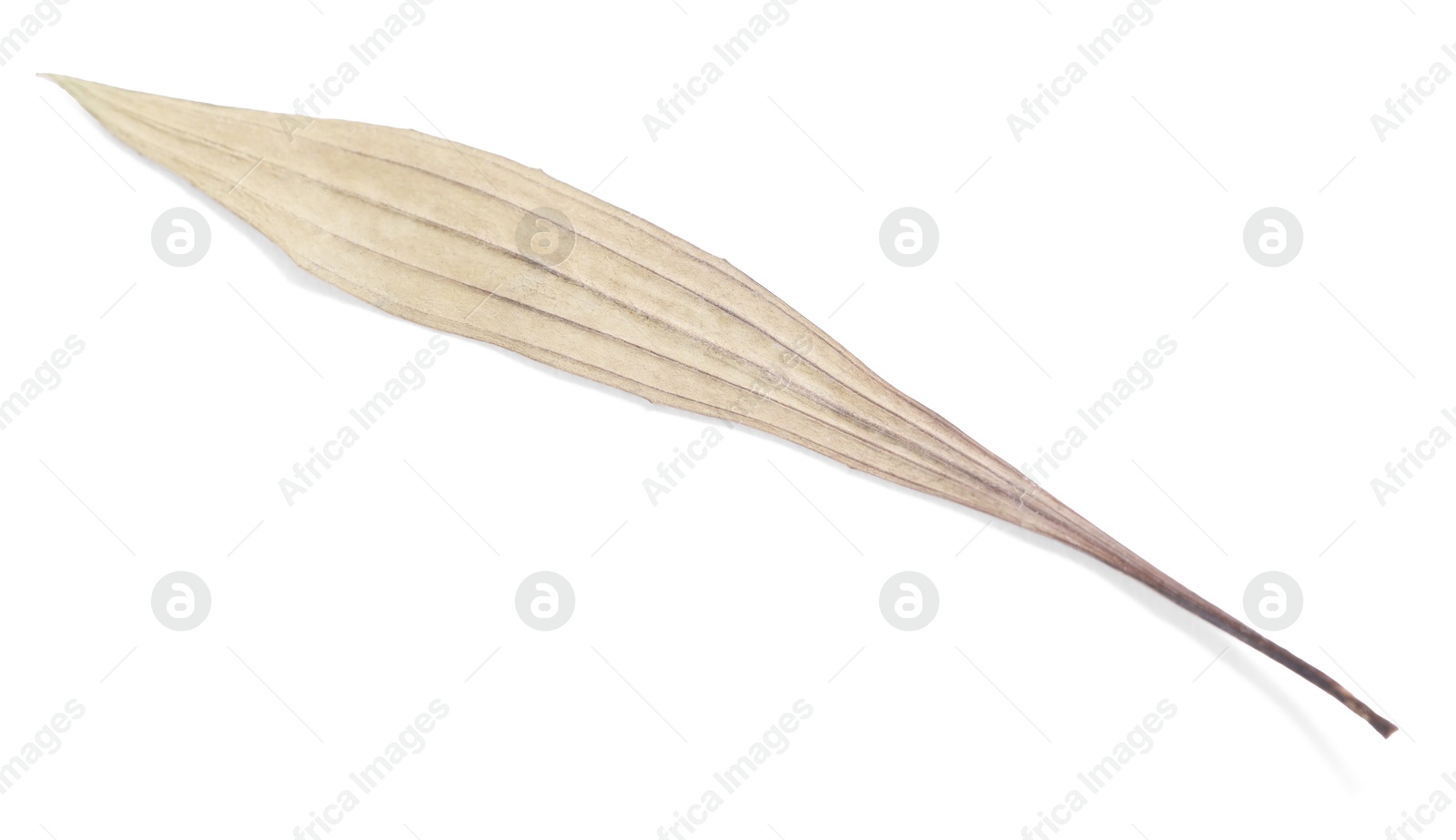 Beautiful dry plantain leaf isolated on white Photo of Beautiful dry plantain leaf isolated on white