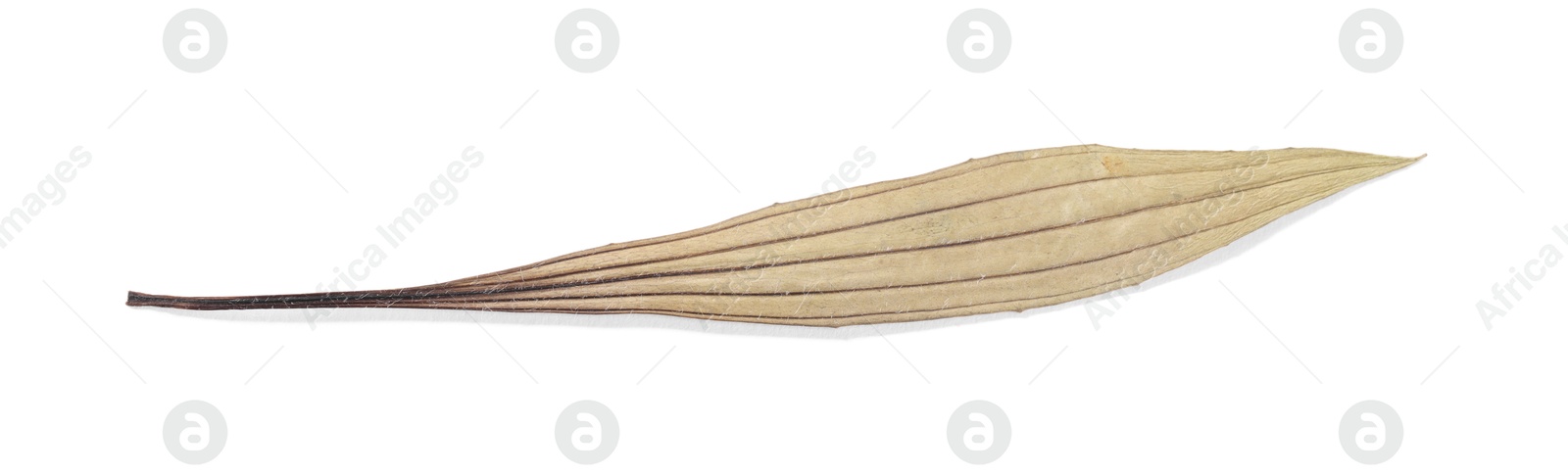 Beautiful dry plantain leaf isolated on white Photo of Beautiful dry plantain leaf isolated on white