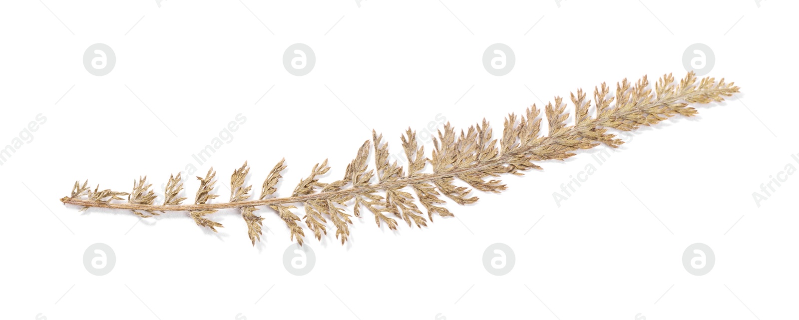 Photo of Beautiful dry yarrow leaf isolated on white, top view