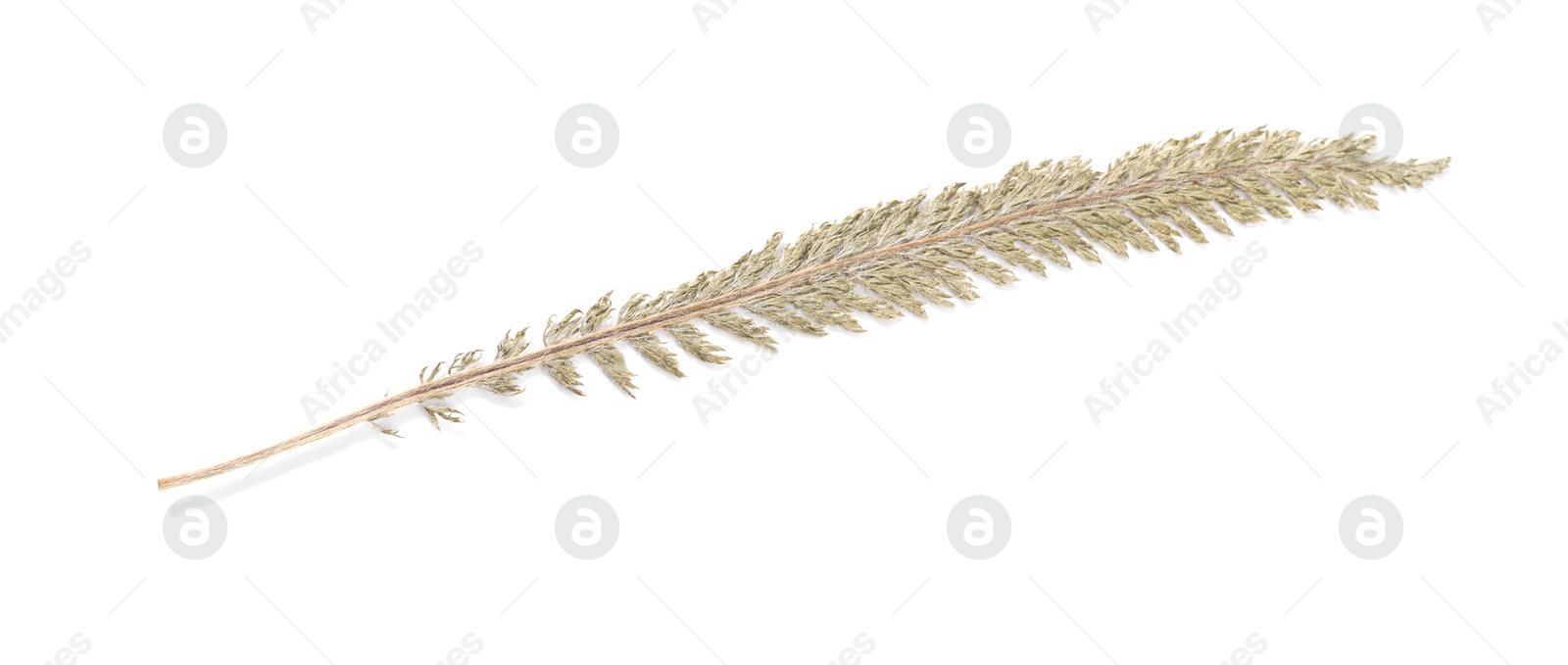 Photo of Beautiful dry yarrow leaf isolated on white