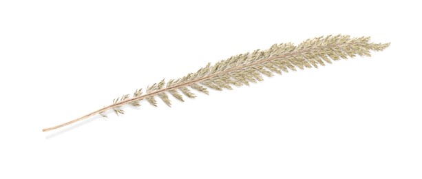 Photo of Beautiful dry yarrow leaf isolated on white