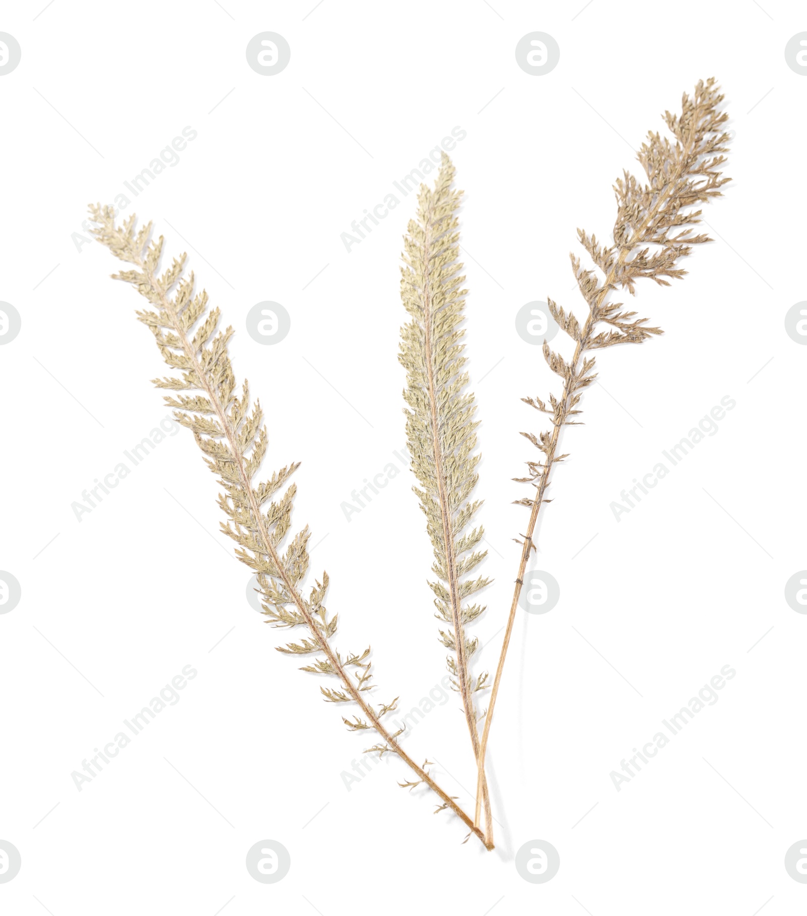 Photo of Beautiful dry yarrow leaves isolated on white, top view