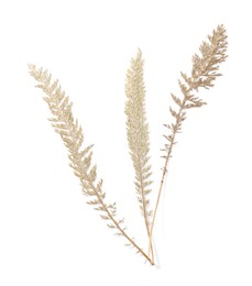 Photo of Beautiful dry yarrow leaves isolated on white, top view