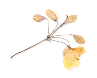 Photo of Beautiful dry celandine flower isolated on white, top view