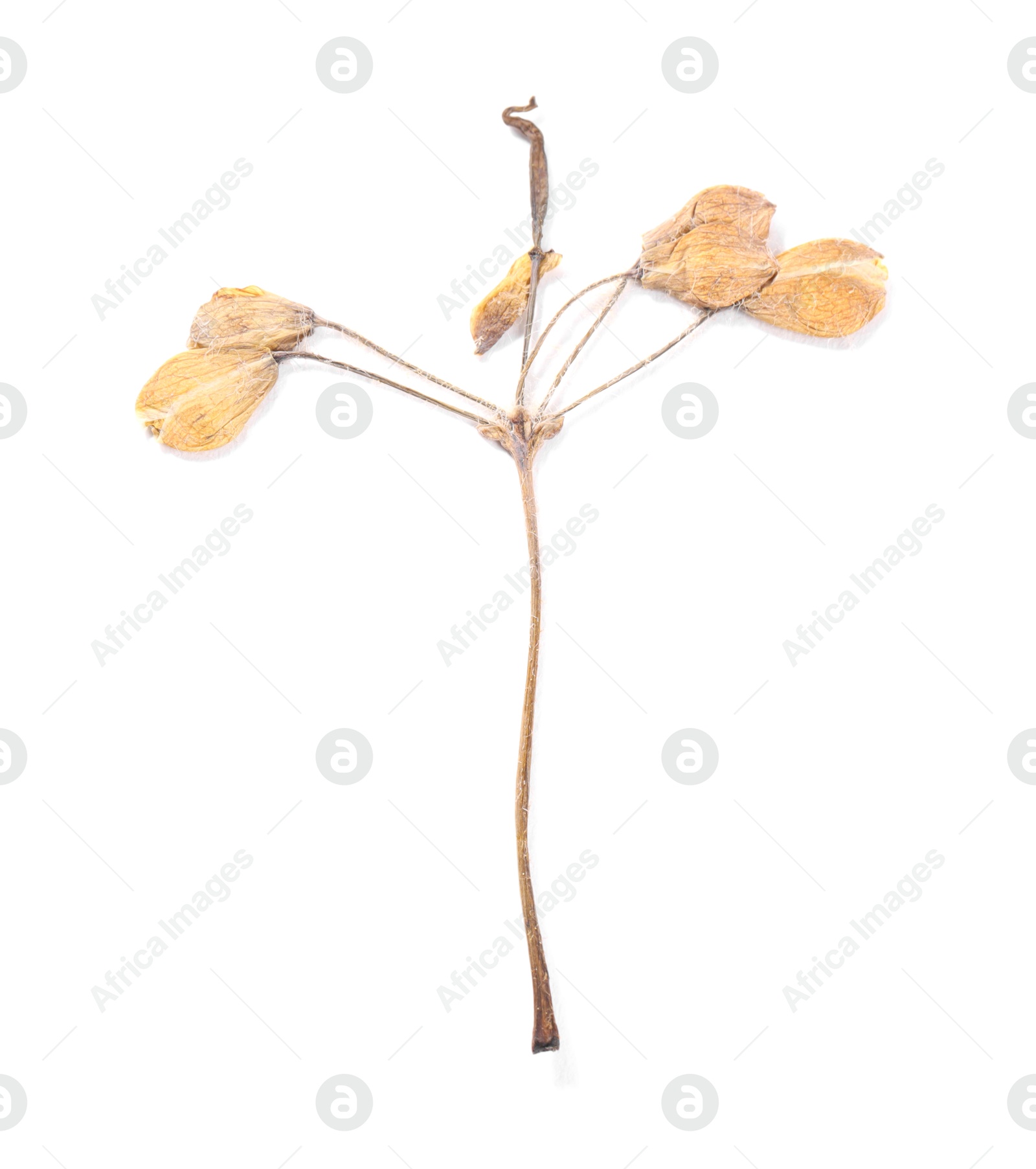 Beautiful dry celandine flower isolated on white, top view Photo of Beautiful dry celandine flower isolated on white, top view