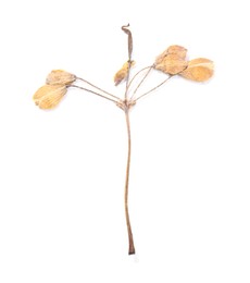 Photo of Beautiful dry celandine flower isolated on white, top view
