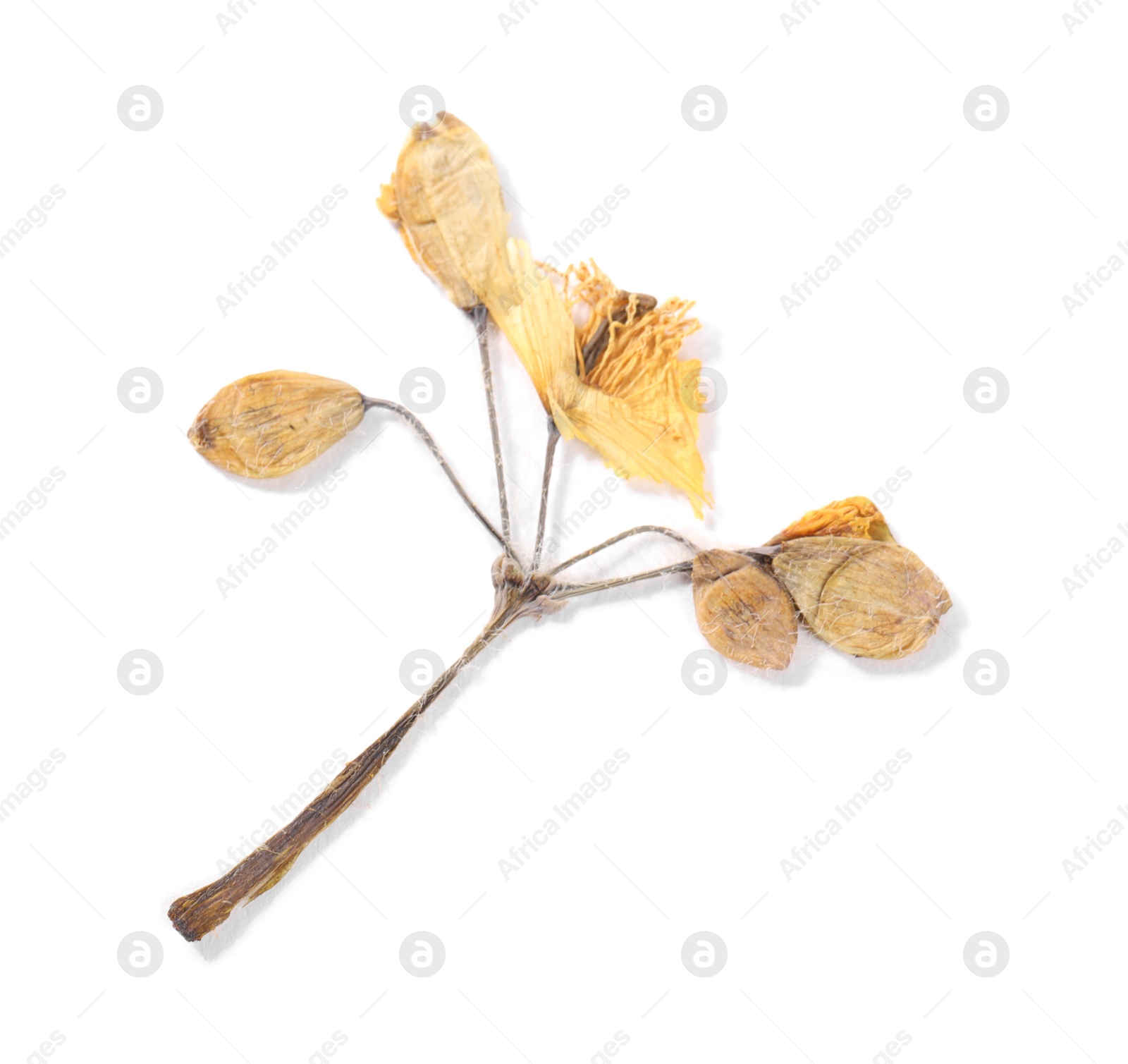 Beautiful dry celandine flower isolated on white, top view Photo of Beautiful dry celandine flower isolated on white, top view