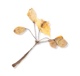 Photo of Beautiful dry celandine flower isolated on white, top view