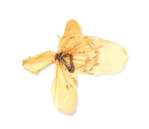 Photo of Beautiful dry celandine flower isolated on white, top view
