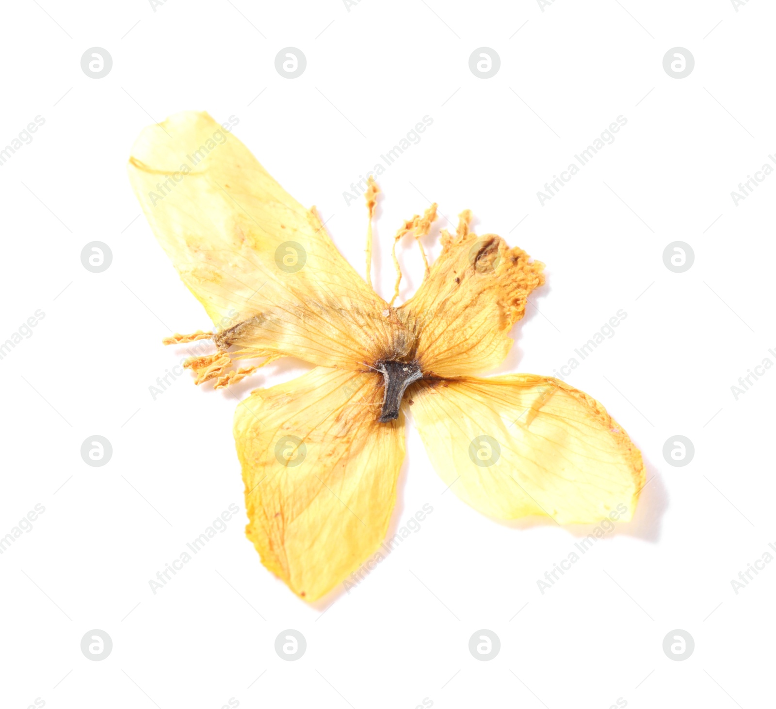Beautiful dry celandine flower isolated on white, top view Photo of Beautiful dry celandine flower isolated on white, top view