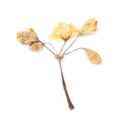 Photo of Beautiful dry celandine flower isolated on white, top view