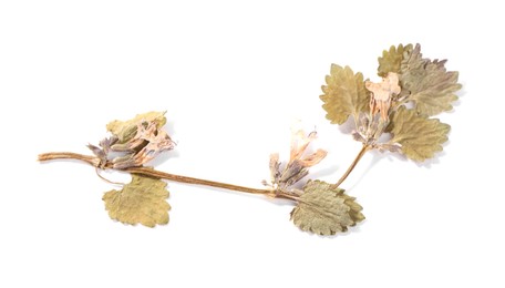 Photo of Beautiful dry dead-nettle plant isolated on white, top view