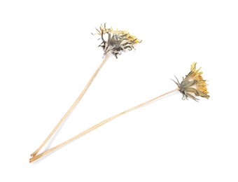 Photo of Beautiful dry dandelion flowers isolated on white