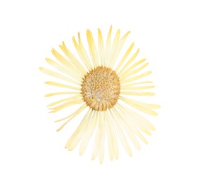 Photo of Beautiful dry daisy flower isolated on white, top view