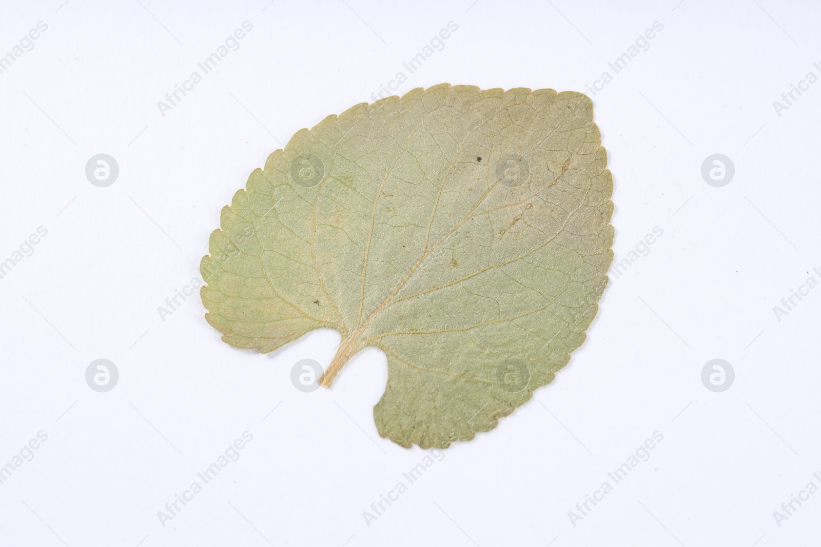 One beautiful dry leaf on white background Photo of One beautiful dry leaf on white background