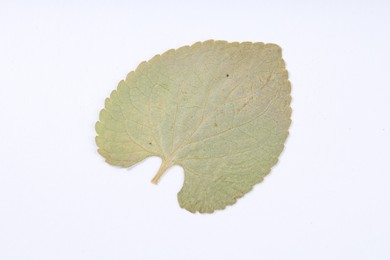 Photo of One beautiful dry leaf on white background