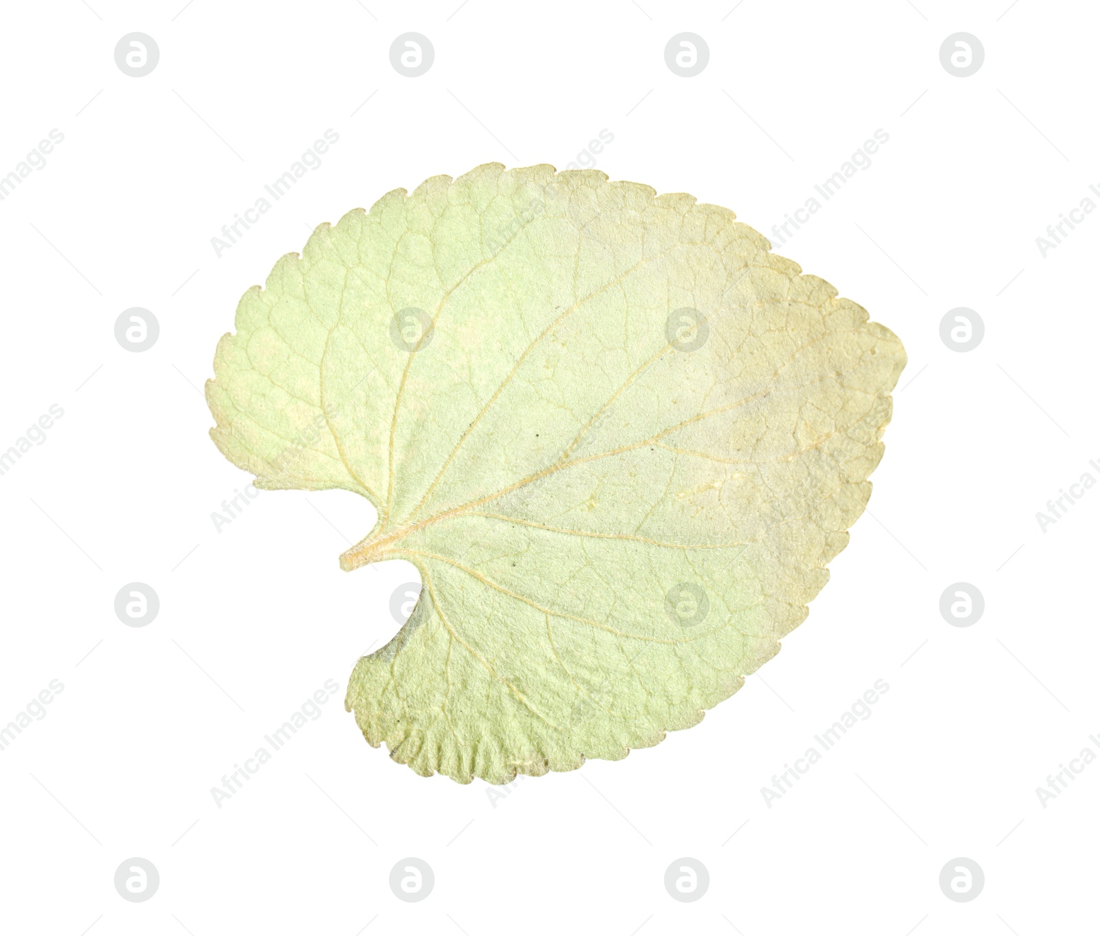 Beautiful dry leaf isolated on white, top view Photo of Beautiful dry leaf isolated on white, top view