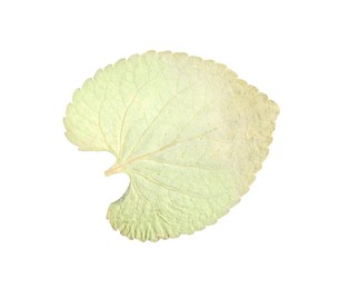 Photo of Beautiful dry leaf isolated on white, top view