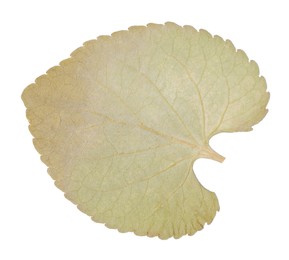 Photo of Beautiful dry leaf isolated on white, top view