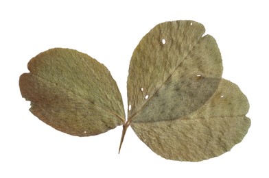 Photo of Beautiful dry clover leaf isolated on white, top view
