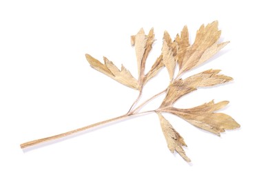 Photo of One beautiful dry leaf isolated on white