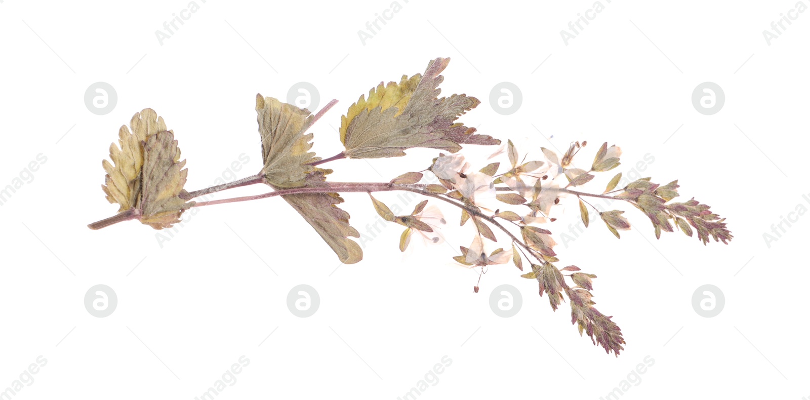 Photo of Beautiful dry veronica flower isolated on white, top view