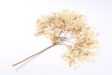 Photo of Beautiful dry hydrangea flowers on white background