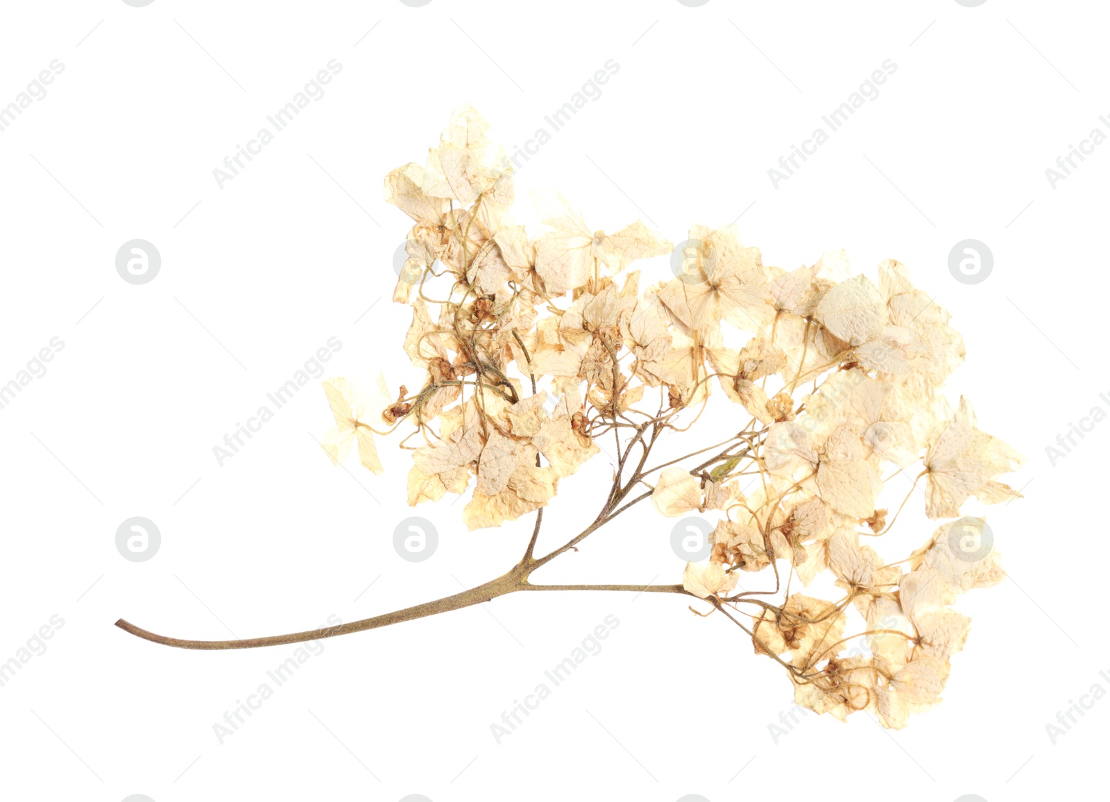 Beautiful dry hydrangea flowers isolated on white, top view Photo of Beautiful dry hydrangea flowers isolated on white, top view