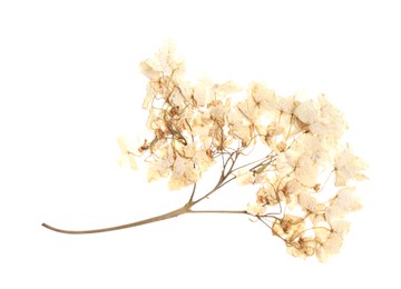 Photo of Beautiful dry hydrangea flowers isolated on white, top view