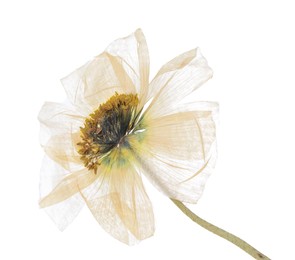 Photo of Beautiful dry poppy flower on white background