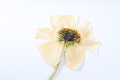 Photo of Beautiful dry poppy flower on white background