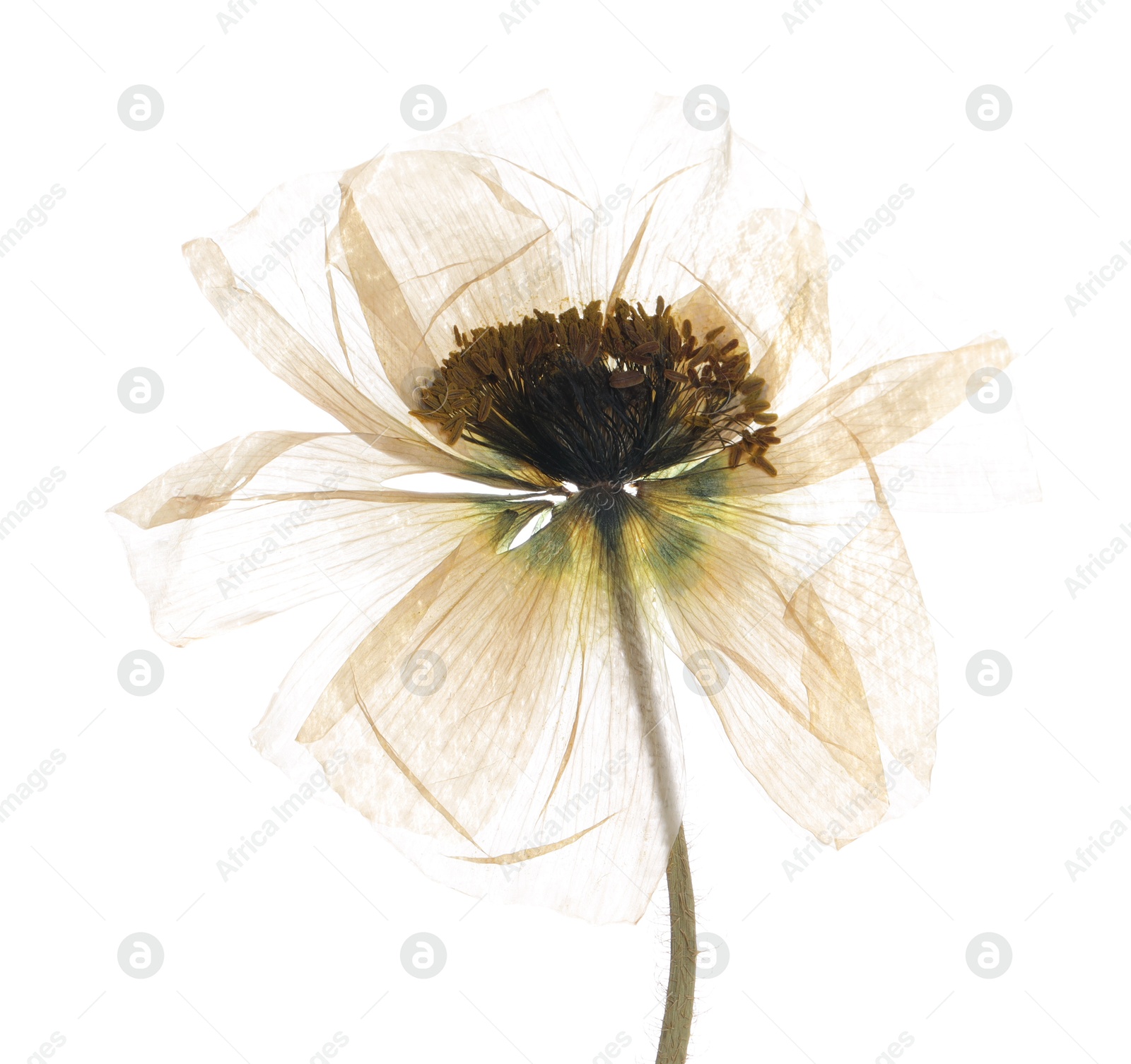 Beautiful dry poppy flower on white background Photo of Beautiful dry poppy flower on white background