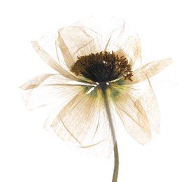 Photo of Beautiful dry poppy flower on white background