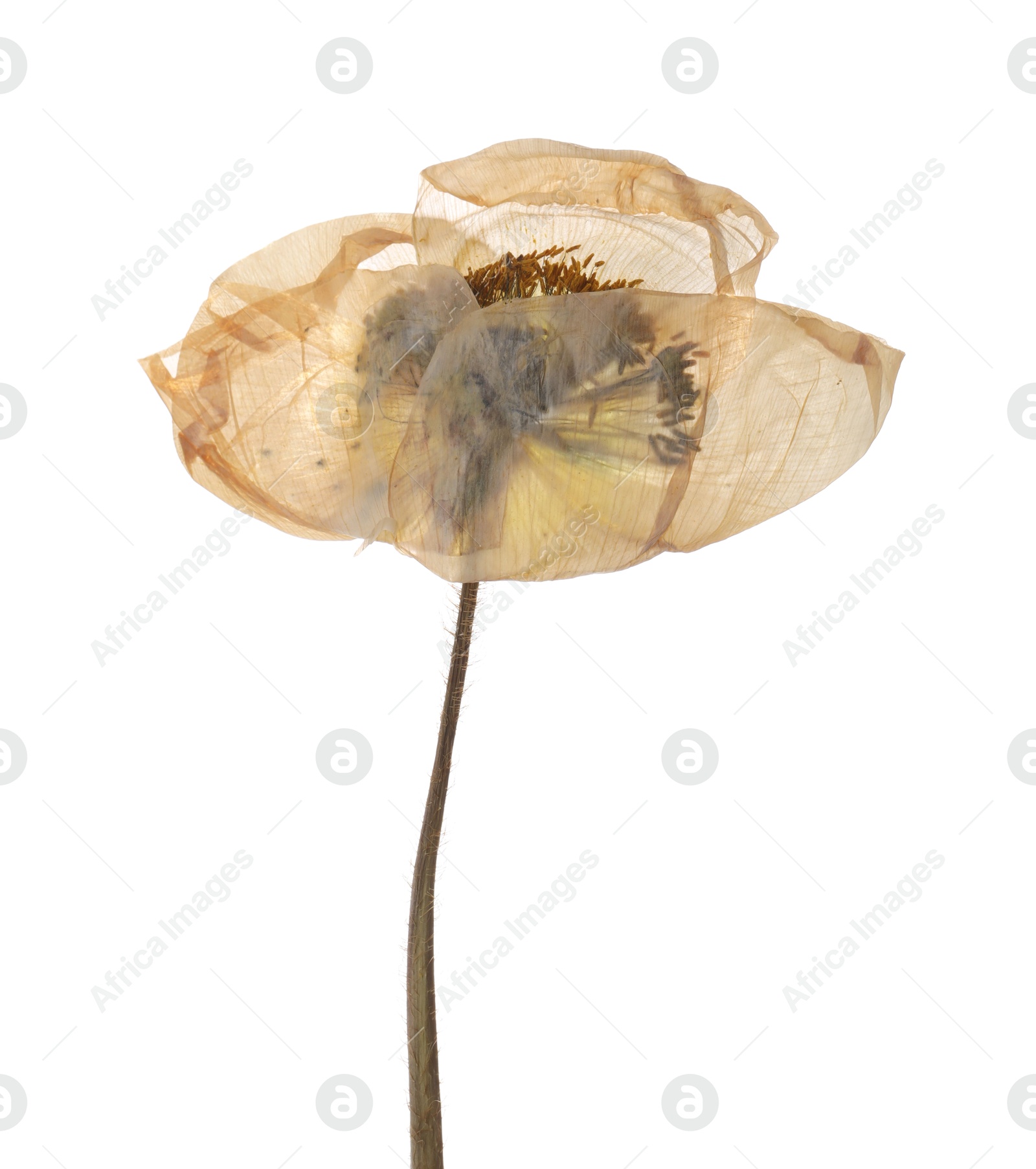 Photo of Beautiful dry poppy flower on white background